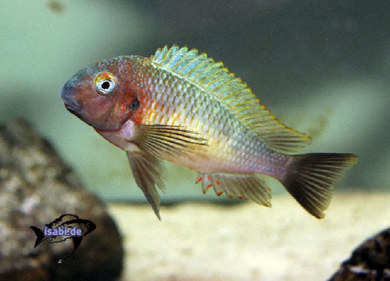 Tropheus moorii 'Cape Nambeyeye'